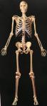 Otkriveni skeleti iz 5. veka