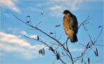Otrovano više desetina ptica u Vojvodini