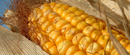 Porasla cena kukuruza na produktnoj berzi