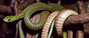 Pronađeni ostaci najveće zmije koja je ikad živela