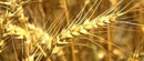 Rod pšenice veći nego lane