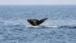 Sivi kit sa Pacifika viđen kod obala Izraela