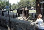 Slon povredio čoveka u Beogradu