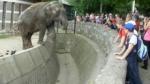 Slon povredio čoveka u beogradskom ZOO vrtu