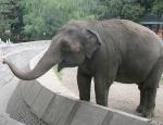 Slonica teško povredila čoveka u Zoo-vrtu