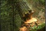 Stablo palo na devojčice u šumi, jedna poginula