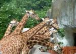 Sveobuhvatno renoviranje pariskog zoo vrta