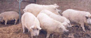 Svinje uginule na farmi od gladi