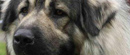 U Kovinu ubijen pas - na potezu tužilaštvo 