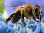 VIDEO / Teror: Pčele ubice ganjale igrače po terenu!