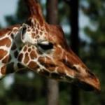 (VIDEO) Žirafa stigla u Jagodinu!