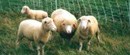Vetrinari upozoravaju: Ukradne ovce iz Kule opasne za ishranu!