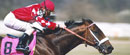 Vladaru Dubaija zabranjene konjičke trke zbog dopinga