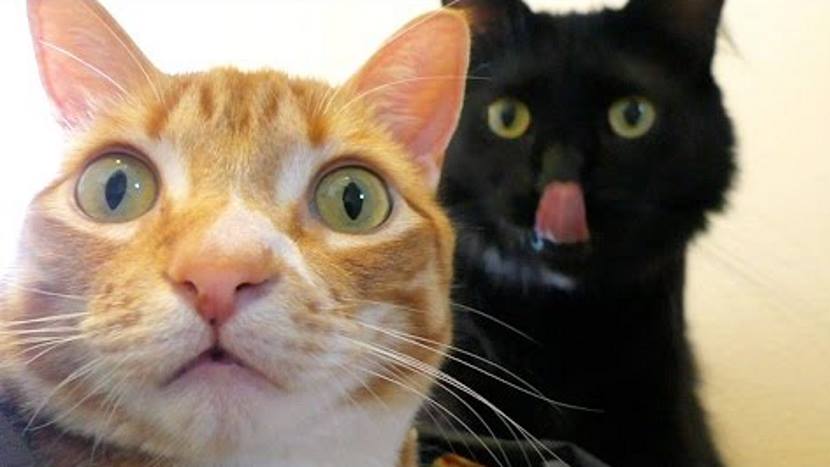 10 najsmešnijih primera kako mačke razmišljaju (VIDEO)