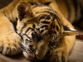 40 tela mladunaca tigra u zamrzivaču