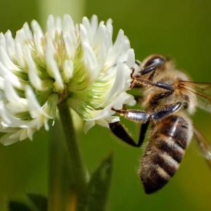 APEL PČELARA : VOĆARI, NE ČINITE ZLO SEBI, NE TRUJTE PČELE