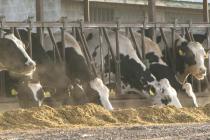 Aflatoksin u mlijeku pronađen na nekoliko semberskih farmi