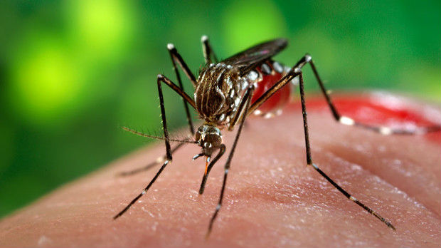 Američki naučnici: Zika izaziva defekte pri rođenju