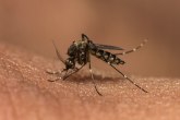 Amerikanci puštaju na slobodu GMO komarce ubice