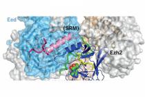 Atomska struktura enzima utiče na razvoj karcinoma