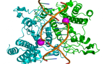 
					Atomska struktura enzima utiče na razvoj karcinoma? 
					
									
