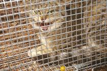 Australija objavila rat divljim mačkama
