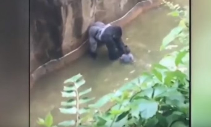 Autor snimka iz ZOO vrta: Gorila je želela da zaštiti dečaka, a ne da ga povredi!