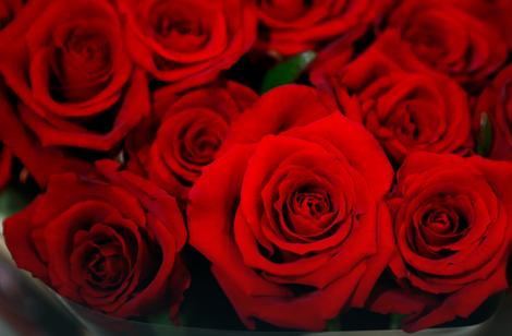 BEOGRADSKA DAMA Nova sorta ruže dobila ime po srpskoj prestonici