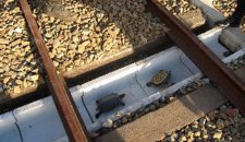 BEZBEDNOST PRE SVEGA Japanska železnica napravila tunele za kornjače!