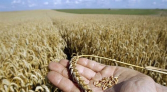 Bakajlić: Bolje da pšenica ide u stočnu hranu, nego u bescjenje