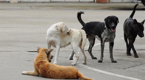 Banjaluka: Lopovi kradu kućice za napuštene pse