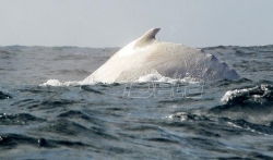 Beli kit Migalu ponovo vidjen kod Australije