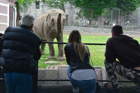 Beo zoo vrt: Brojne manifestacije za 80. rođendan