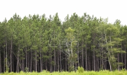 Besplatne sadnice za privatne vlasnike šuma u Prokuplju