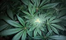 BiH na redu za legalizaciju marihuane