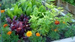 „Biljke prijatelji“ – štite povrće od štetočina, bolesti i korova
