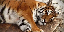 Broj tigrova raste iako u njihovom rezervatu žive ljudi