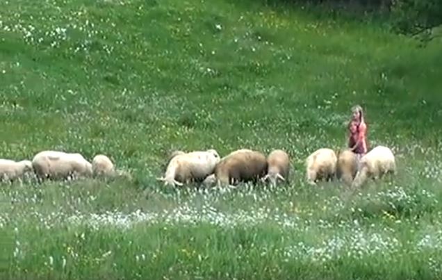 CHR “Hajrat” samohranoj majki s četvoro djece donirao stado ovaca i jagnjadi