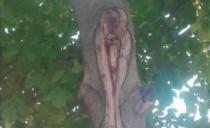 ČUDO U ARADCU KOD ZRENJANINA: Lik Svete Petke ukazao se na drvetu