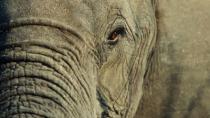 Cijanidom otrovali 14 slonova