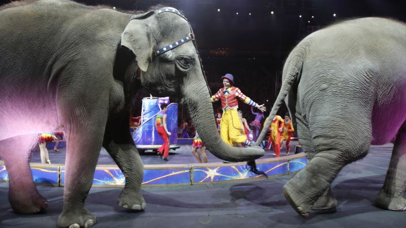 Cirkuski slonovi u zasluženoj penziji