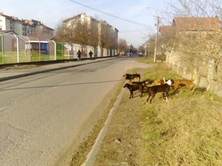 Čopori pasa u Leskovcu pored škole i obdaništa (VIDEO)