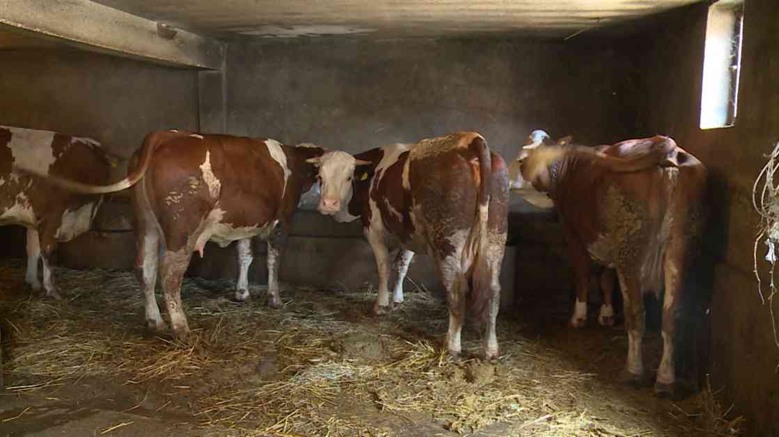 Crna Gora zabranjuje izvoz goveđeg mesa zbog bolesti