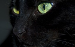 
					Crna mačka ipak ne donosi nesreću (VIDEO) 
					
									