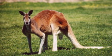 Crveni kenguri stižu u Jagodinu