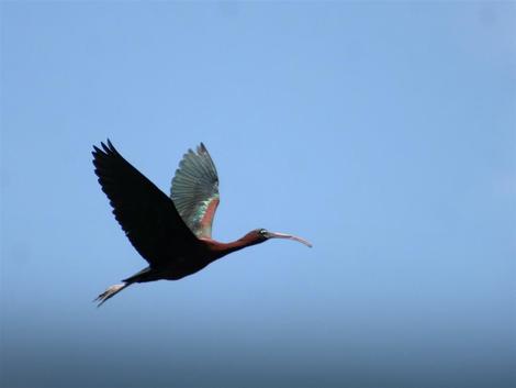 DOBRA VEST Crni ibis se vratio u Obedsku baru posle pola veka