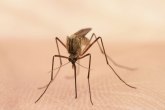 Da li će nova vakcina konačno pobediti malariju?