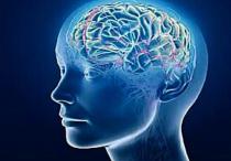 Da li inteligencija zavisi od veličine mozga?