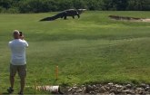 Da li je ovaj dinosaurus najveći aligator na svetu? (VIDEO)