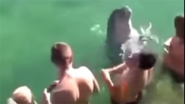 Delfin izljubio kupače u Neumu! VIDEO